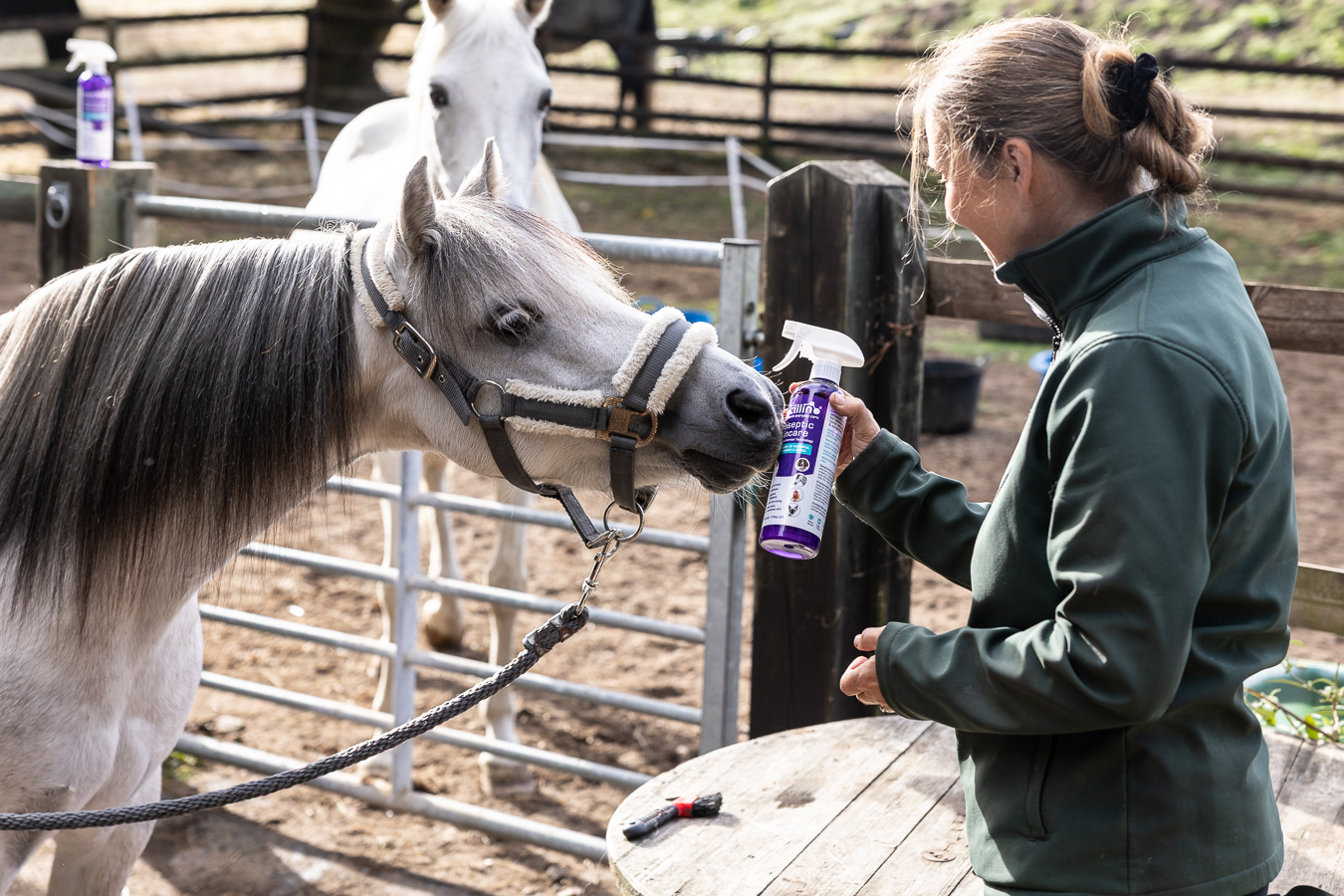 Leucillin et un cheval