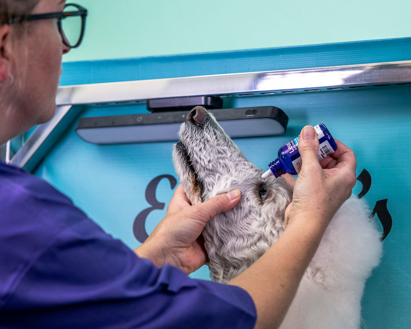 Pet-groomer utilisant le Leucillin sur l'œil d'un chien